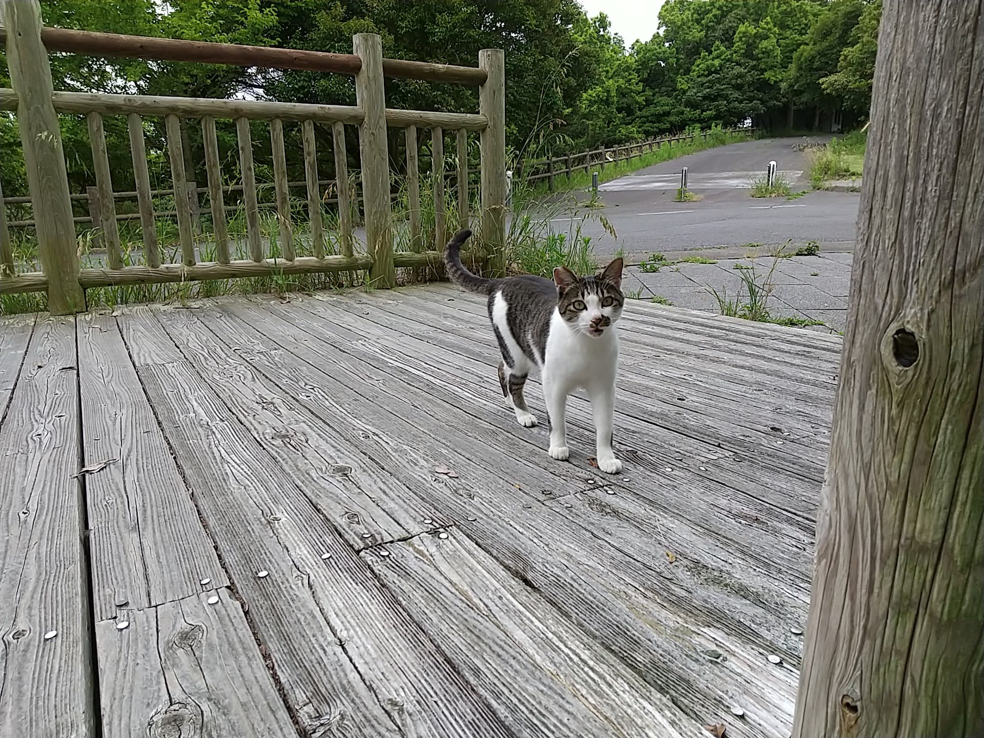 散歩中の猫