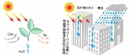 「セルフクリーニング効果」と 「有害汚染物浄化作用」