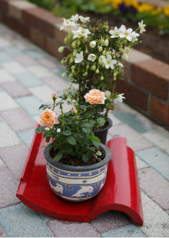 橋本さんの塗ってくれた瓦を一枚いただいて、花を飾っているんです。